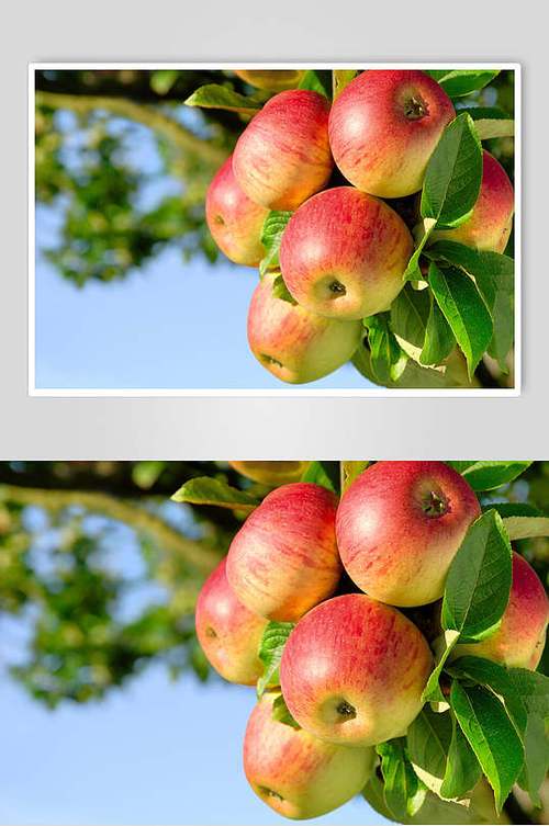 树上的苹果像什么的相关图片